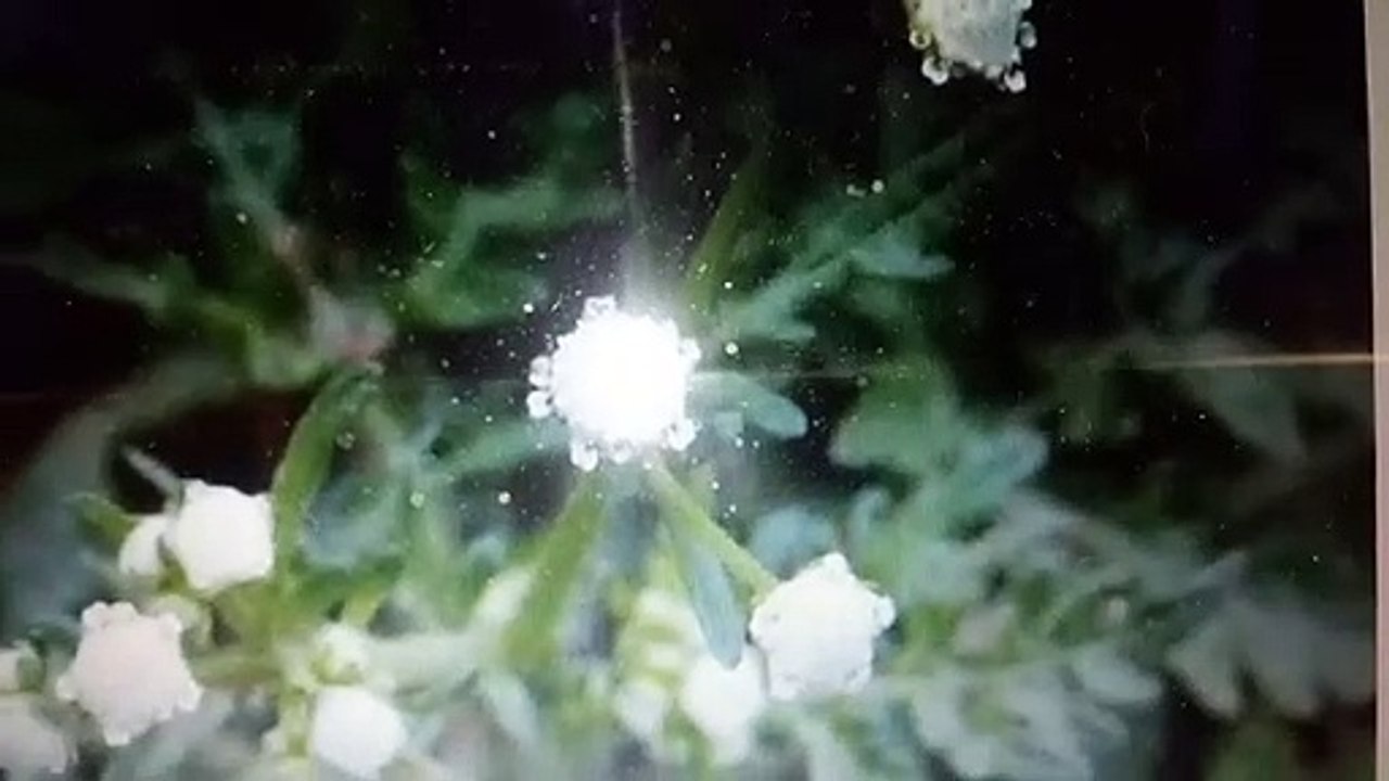 Epilepsia planta amargosa o Hierba Amargosa de los Indios