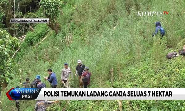 Bukan Main! Ada Ladang Ganja 7 Hektar di Sumatera Utara