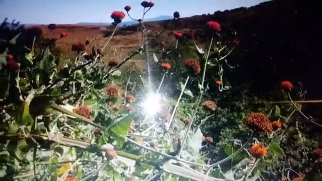 Higiene despues de un Parto, la Planta Capitaneja Indios Tarascos