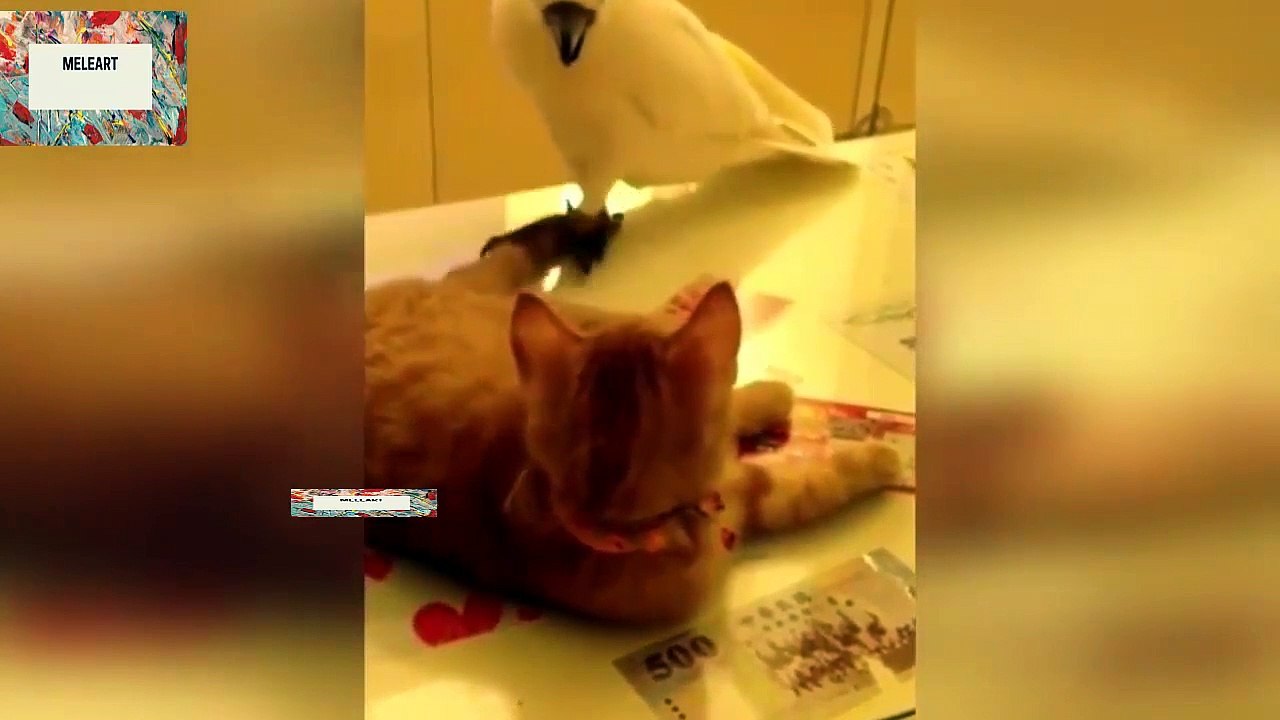 gatos chistosos