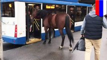 バスに乗ろうとする馬が目撃される ロシア - トモニュース