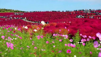 秋色満開！コスモスとコキアの共演【ひたち海浜公園】
