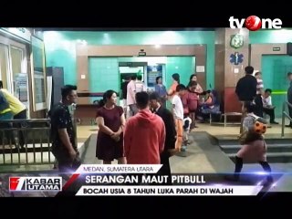 Bocah 8 Tahun Digigit Pitbull Peliharaan Orang Tuanya