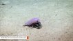 Underwater Video Captures Giant 'Cockroach Of The Sea' During Dinnertime