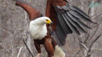 Đại Bàng Cá Châu Phi  Sát Thủ Săn Mồi Trên Mặt Nước