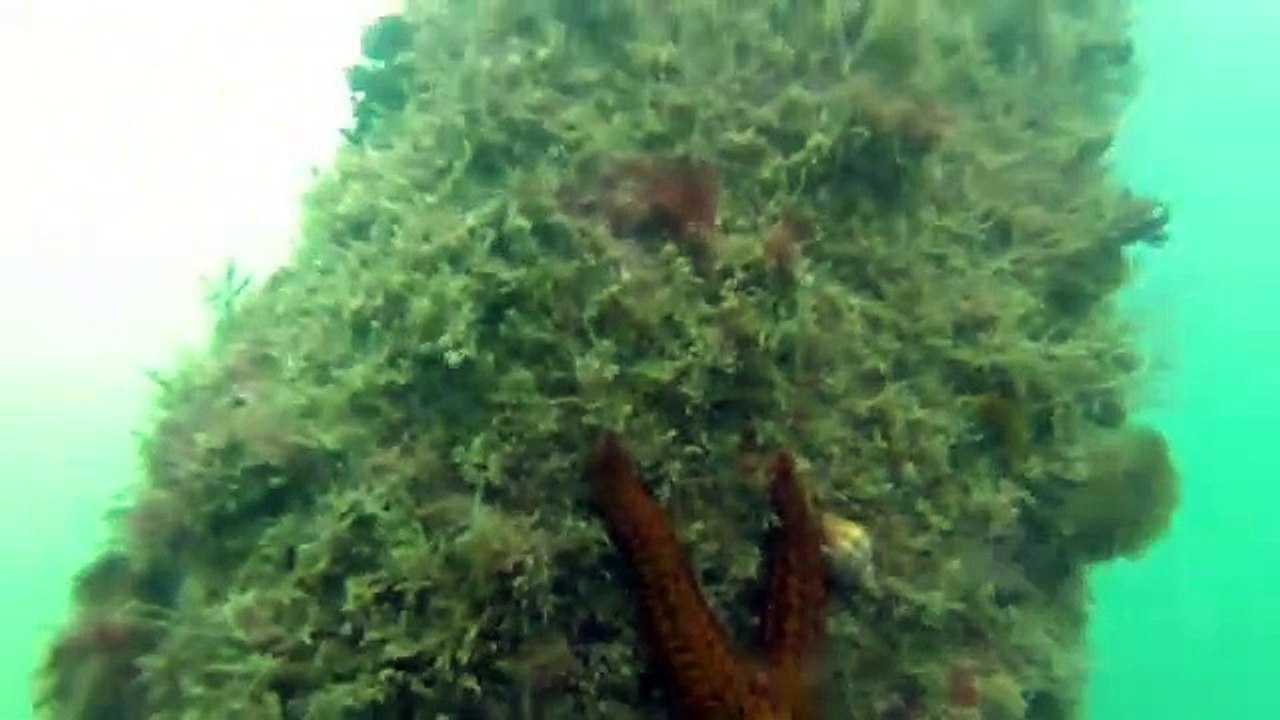 Estrela do mar virando sozinha