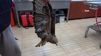 Tedavi edilen kuşlar doğaya salınıyor