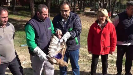 Tedavi edilen kuşlar doğaya salınıyor