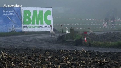 Trespassing geese cause rally car to slide and crash in Belgium