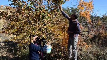 Manisa'nın organik muşmulasına yoğun ilgi- MANİSA