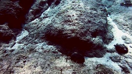 Dalış turizminin değişmeyen adresi "Kaş"