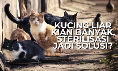 Populasi Kucing Naik Dikhawatirkan Timbulkan Masalah, Sterilisasi Jadi Solusi?