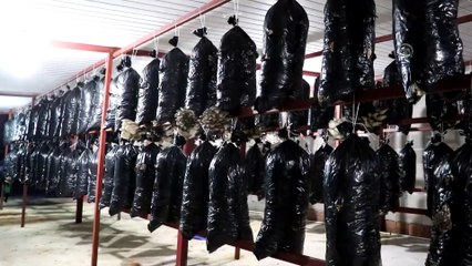 Evinin odasında yetiştirdiği mantarı hibe sayesinde tesise taşıdı - ADANA