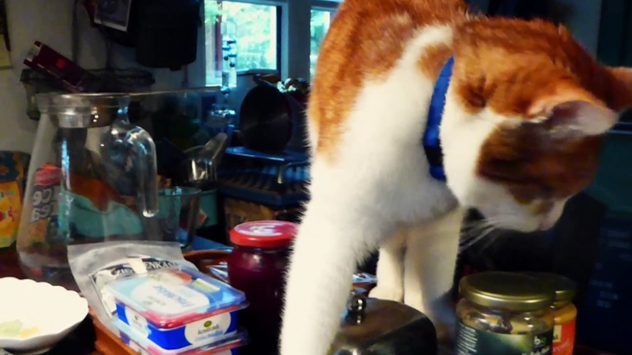 Kater, wie machts du das nur - Katzen und Musik