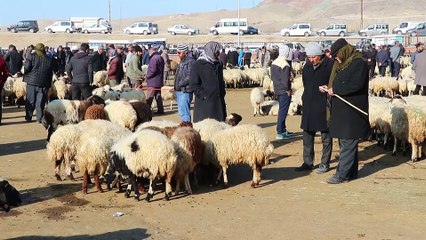 Van'dan Katar'a küçükbaş hayvan ihracatı sektör temsilcilerini sevindirdi