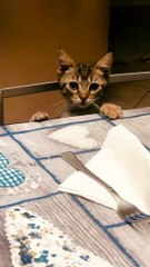 Salvini alle sardine- Guardate chi vi saluta! (24.11.19)