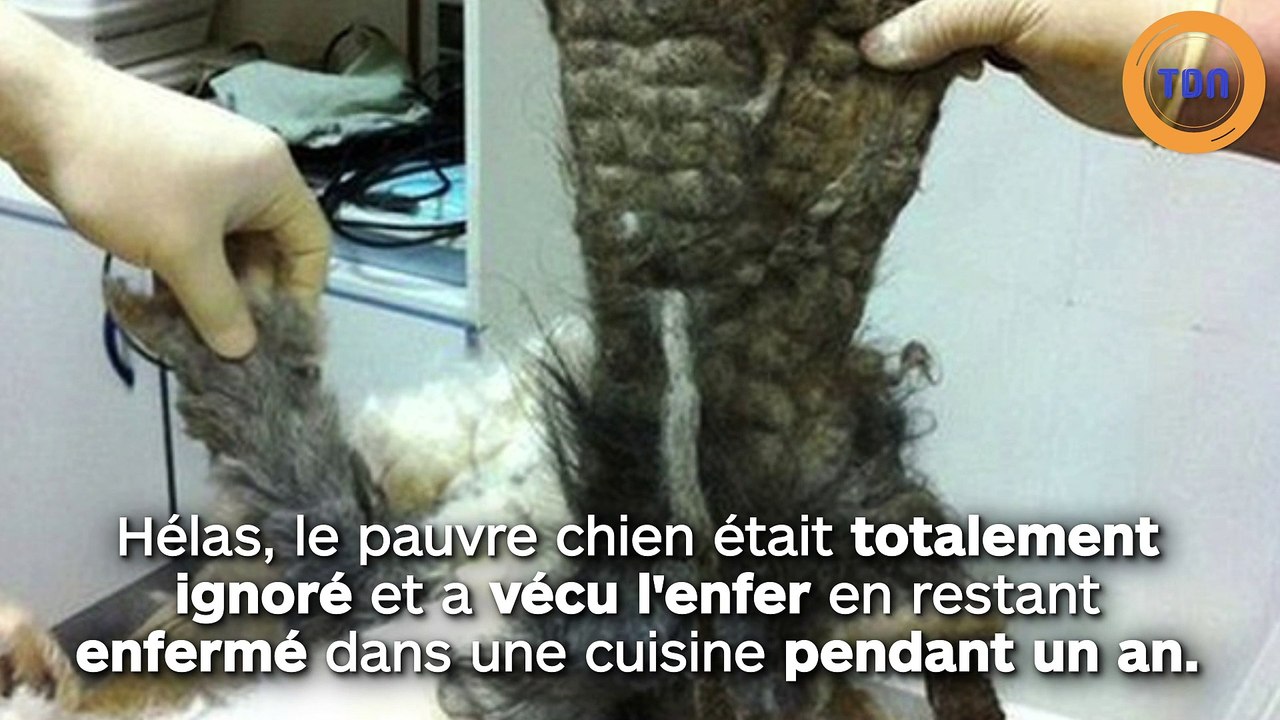 Ignoré et enfermé pendant un an dans une cuisine, un pauvre chien n'arrivait plus à respirer ni à marcher