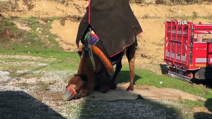 Germencik’de develer 'güvenlik' için güreşti