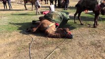 Germencik'de develer 'güvenlik' için güreşti