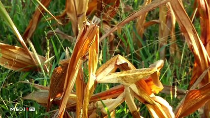 يوميات الفلاح - 25/11/2019