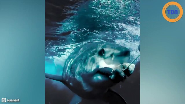 Il s’approche au plus près des requins pour les photographier !