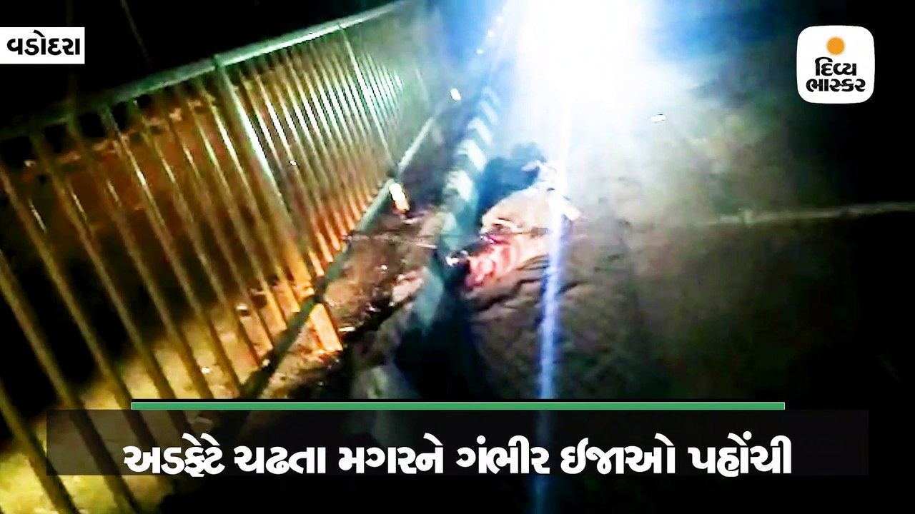 નેશનલ હાઇવે ઉપર ટ્રકની અડફેટે 8.5 ફૂટનો મહાકાય મગર ઇજાગ્રસ્ત