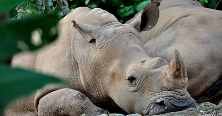 Le dernier rhinocéros de Sumatra de Malaisie est mort