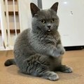 Trop mignon : ce chat secoue les pates comme une prière !