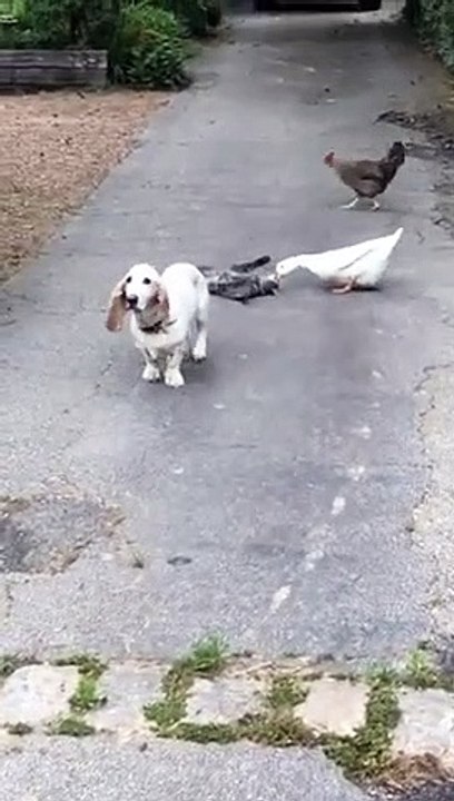 Ce chat et canard sont les meilleurs amis !