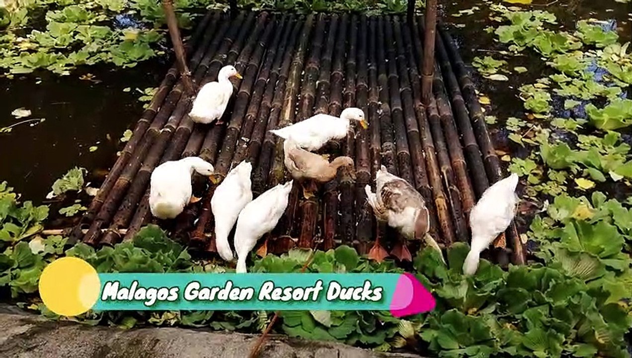 Malagos Garden Resort Ducks