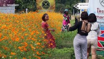 Tourists flock to beautiful field of orange cosmos flowers blooming in northern Thailand