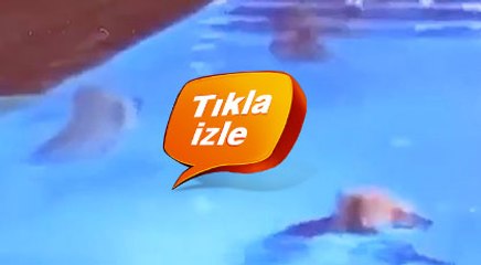 Otelde havuz keyfi yapan ayılar reklam yıldızı oldu