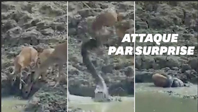 L'attaque éclair d'un python n'a laissé aucune chance à ce cerf