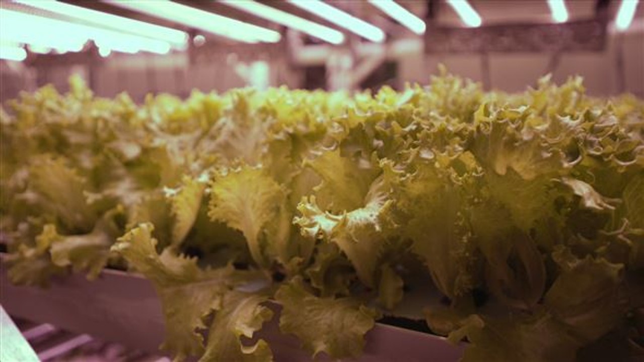 Urban oasis: neue wege der landwirtschaft