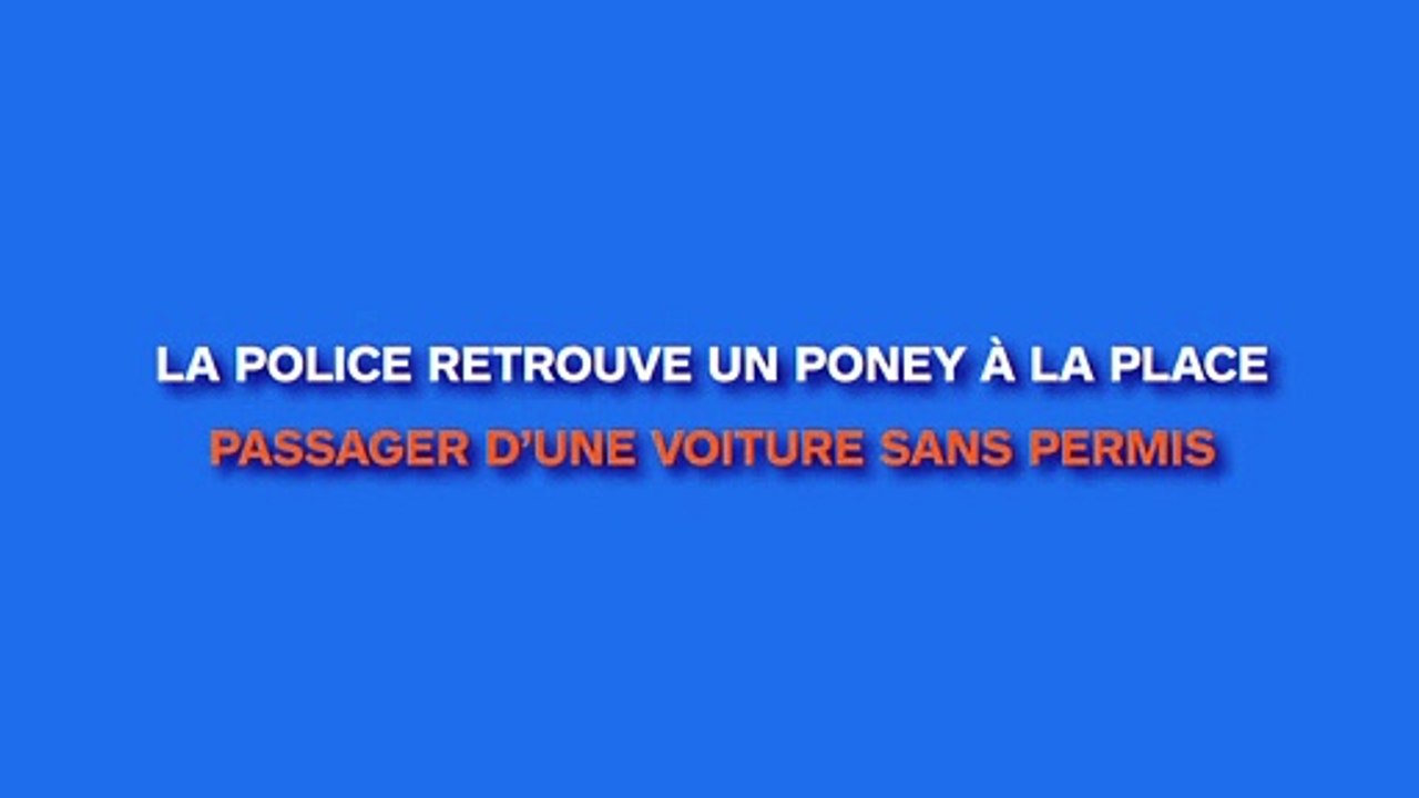 Un poney comme passager dans une voiture sans permis retrouvé par la police !