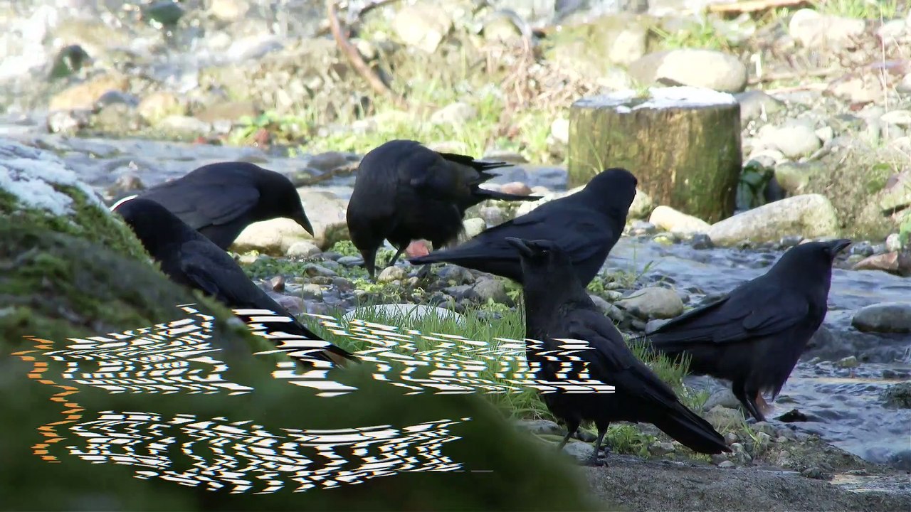 Crows Can Exhibit the Self-Control of a 5 Year-Old