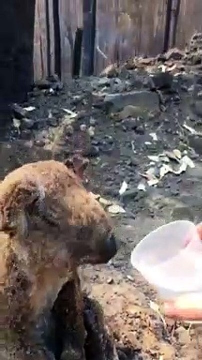 Un koala ferito ed esausto dopo un incendio boschivo che ha distrutto la sua casa.