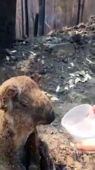 Un koala ferito ed esausto dopo un incendio boschivo che ha distrutto la sua casa.