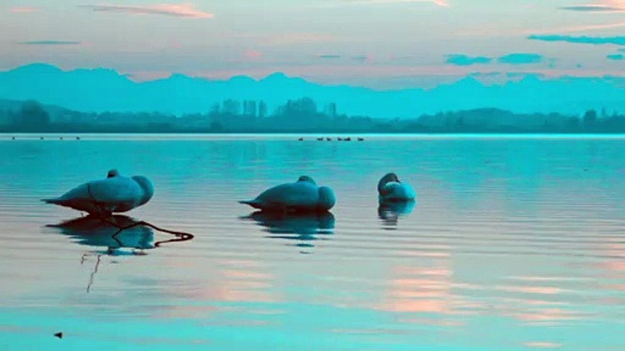 Swan 1