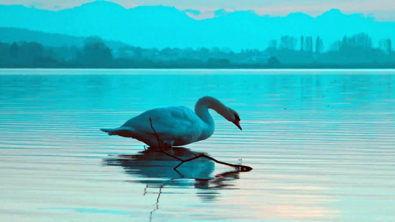 Swan