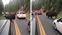 Un homme pas très malin sort de sa voiture pour aller déloger un bison qui bloque la route