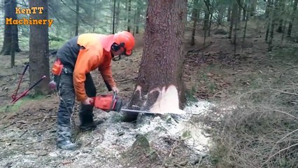 Amazing Skill Technique Cutting Tree Chainsaw Machine Safe and Easily