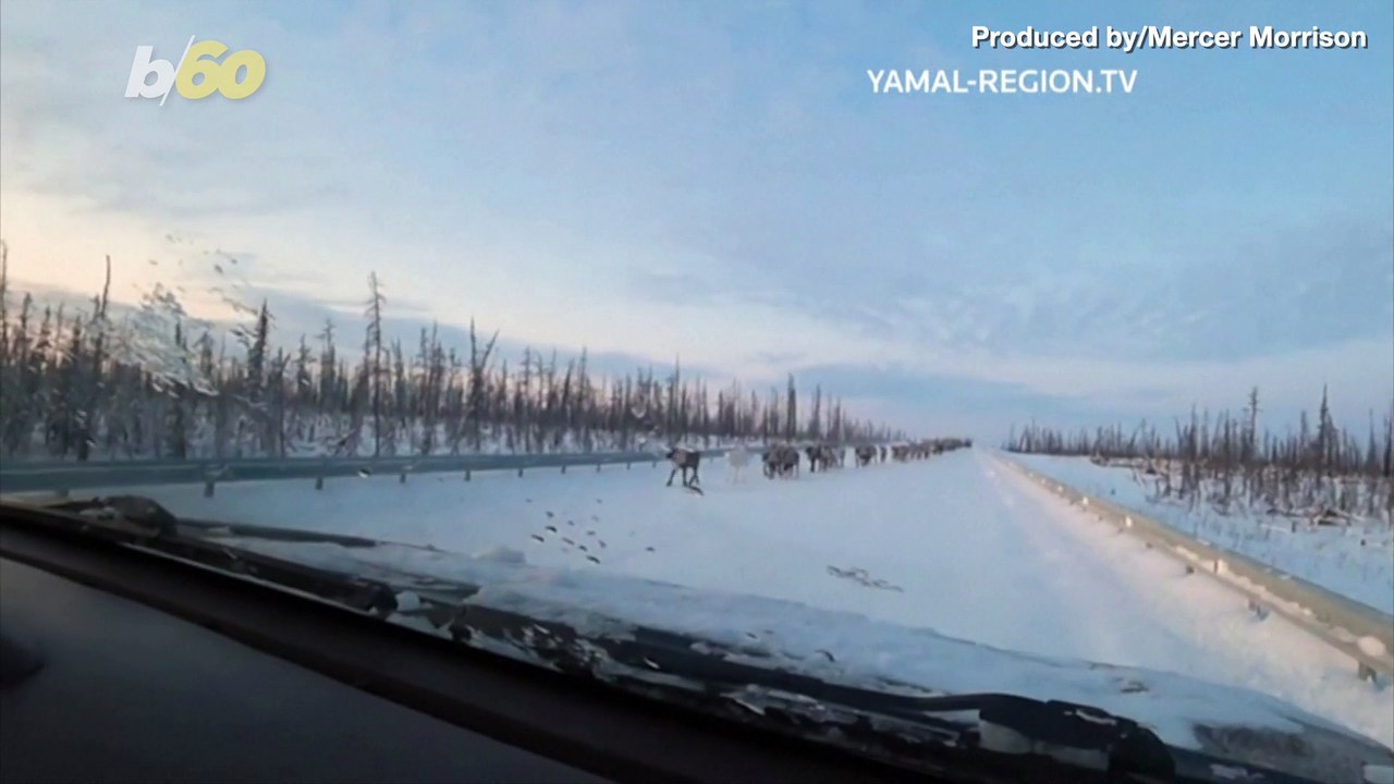 OH DEER! Driver Records Thousands Of Deer Being...