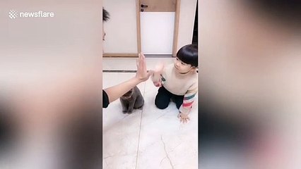 Clever cat mimics little boy's actions by giving high-fives and playing dead