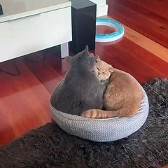 Two Cats, One Bed and a Whole Lot of Love