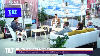 TILT - 25/11/2019 Partie 3 - SPA, nos animaux à l'adoption