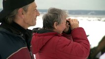 Des centaines de phoques du Groenland au large de L'Isle-Verte