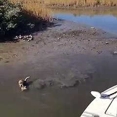 Quand un raton laveur vient voler le poisson d'un pêcheur