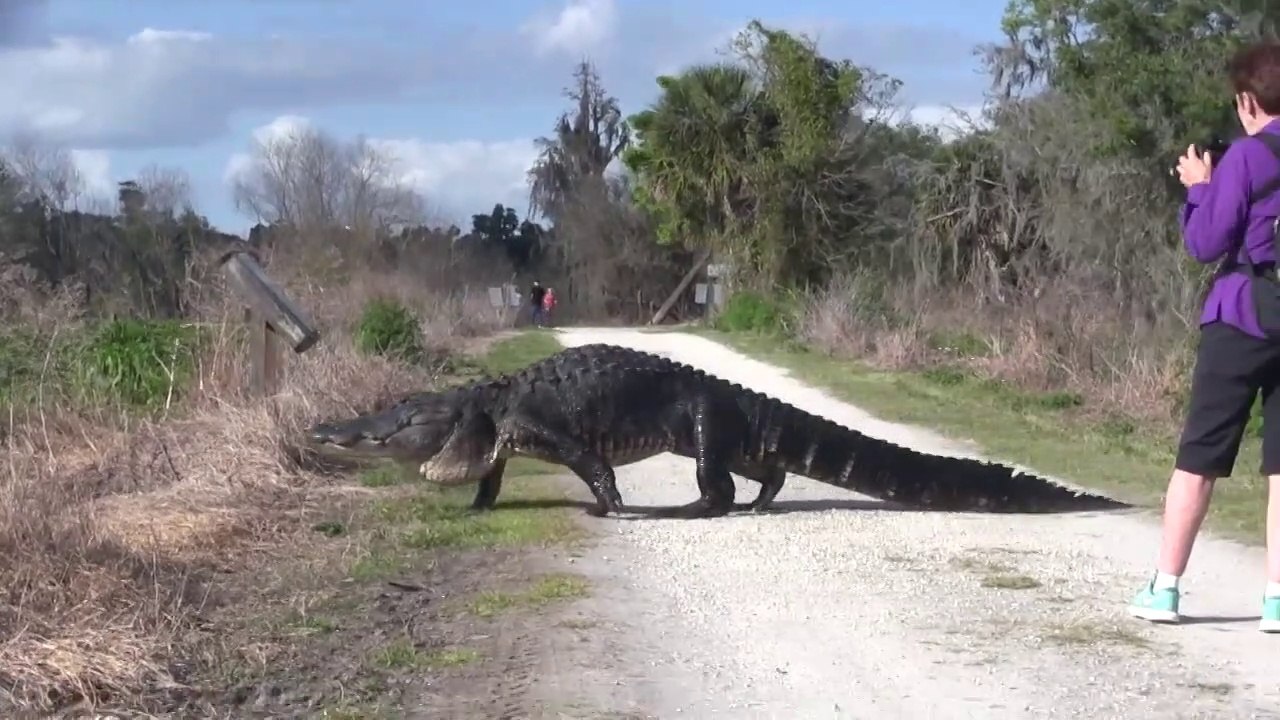 Un énorme alligator traverse un chemin en Floride... Belle bête