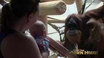 Un Orang-outan vient faire un bisou à un bébé... trop mignon